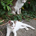 20100914_瑞芳猴硐_ 81.JPG