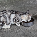 20100914_瑞芳猴硐_ 49.JPG