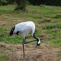 20100904_北海道_046.JPG