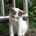 20100914_瑞芳猴硐_ 96.jpg