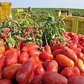 ORO番茄採收之旅13.jpg