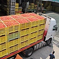 ORO番茄採收之旅14.jpg
