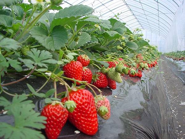 【千葉館山ー美食】超大顆草莓吃到飽ー2020年1月2號～5月6號 館山採草莓 @ 館山滯在記＠東京近郊千葉館山 ...