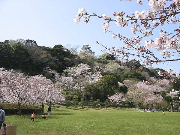 【千葉館山ー美景】2024館山櫻花開花預測和賞櫻景點