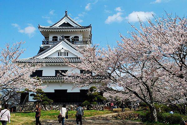 【千葉館山ー美景】2024館山櫻花開花預測和賞櫻景點