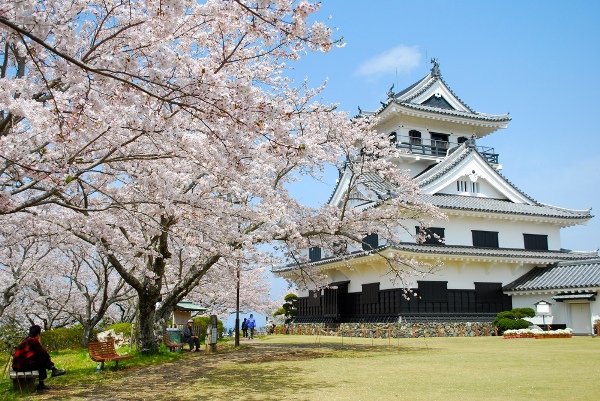 【千葉館山ー美景】2024館山櫻花開花預測和賞櫻景點