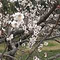 DSCF1803