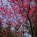 竹林山觀音寺