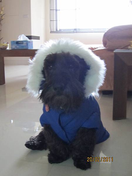 Dog in Snowsuit, 2