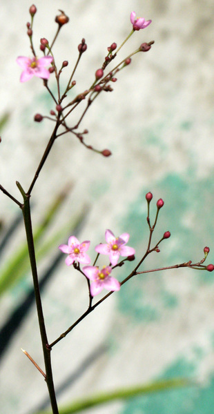 不知名花朵2