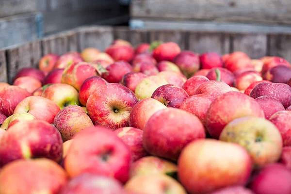 apple-picking.jpg apple-picking.jpg