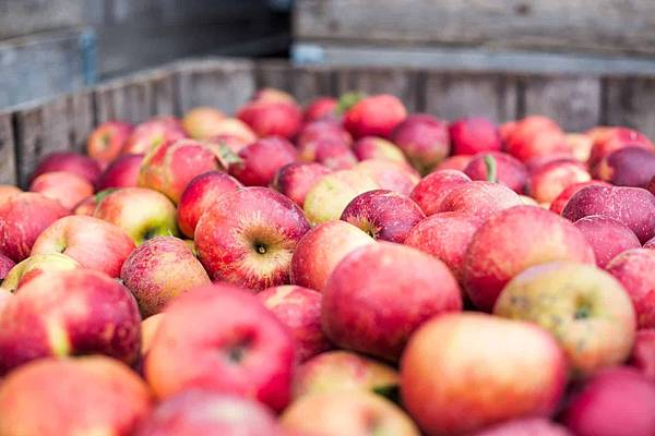 apple-picking.jpg