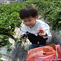 20090415-08 國姓鄉採草莓.JPG