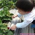 20090415-11 國姓鄉採草莓.JPG