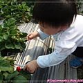 20090415-12 國姓鄉採草莓.JPG