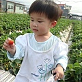 20090415-13 國姓鄉採草莓.JPG