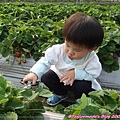 20090415-16 國姓鄉採草莓.JPG