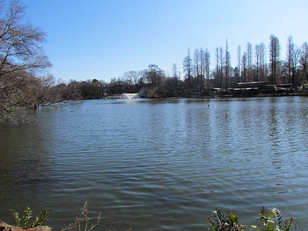 04井之頭公園03