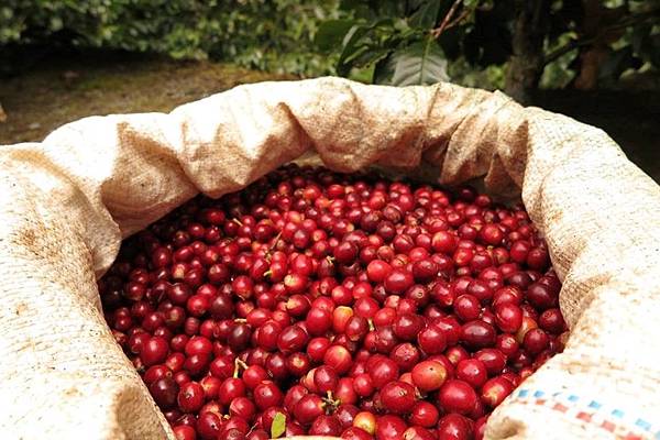 哥斯大黎加布蘭卡寶藏莊園咖啡櫻桃