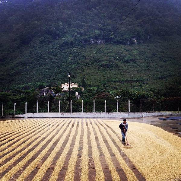 十大.04.瓜地馬拉茵傑特莊園日曬場