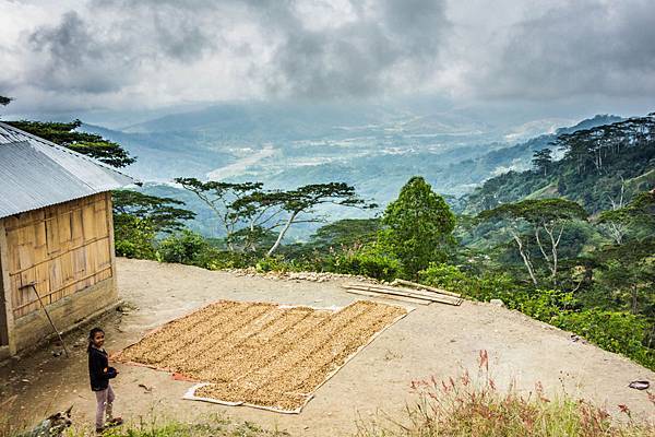 東帝汶艾美拉區咖啡小農曬豆場