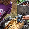 東帝汶艾美拉區咖啡小農
