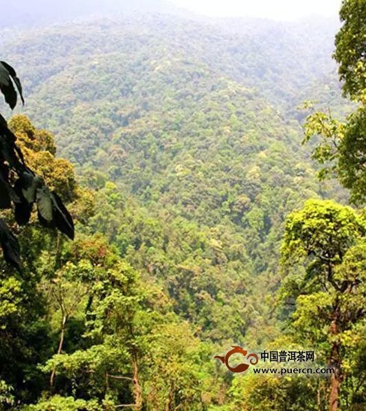 孟庫大雪山古樹茶