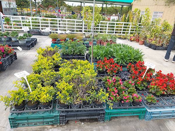 台中中社觀光花市花海-欣賞花朵吃到飽烤肉的美好旅程 台中中社觀光花市花海-欣賞花朵吃到飽烤肉的美好旅程