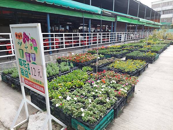 台中中社觀光花市花海-欣賞花朵吃到飽烤肉的美好旅程 台中中社觀光花市花海-欣賞花朵吃到飽烤肉的美好旅程