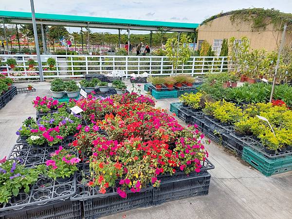 台中中社觀光花市花海-欣賞花朵吃到飽烤肉的美好旅程 台中中社觀光花市花海-欣賞花朵吃到飽烤肉的美好旅程