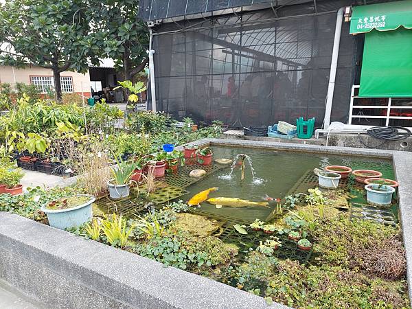 台中中社觀光花市花海-欣賞花朵吃到飽烤肉的美好旅程 台中中社觀光花市花海-欣賞花朵吃到飽烤肉的美好旅程