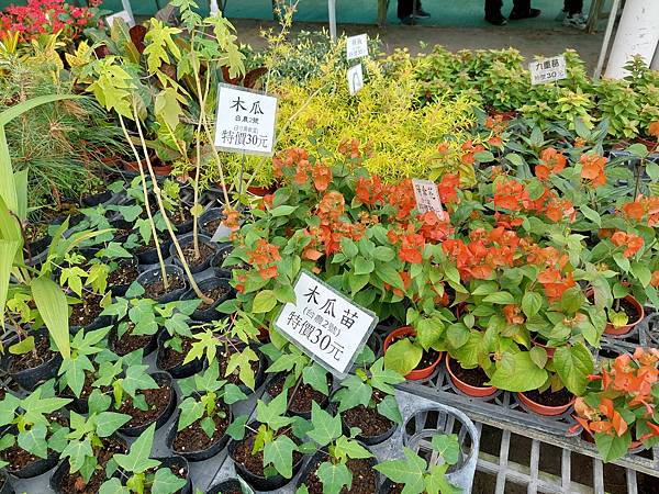 台中中社觀光花市花海-欣賞花朵吃到飽烤肉的美好旅程 台中中社觀光花市花海-欣賞花朵吃到飽烤肉的美好旅程