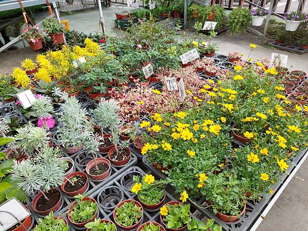 台中中社觀光花市花海-欣賞花朵吃到飽烤肉的美好旅程 台中中社觀光花市花海-欣賞花朵吃到飽烤肉的美好旅程