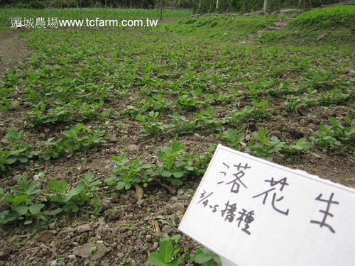 頭城農場 花生的成長日記 第四集 草盛豆苗稀 拔草囉 頭城休閒農場 阿嬤的家 痞客邦