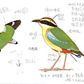 看鳥記錄-pitta