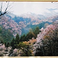 吉野山30.jpg