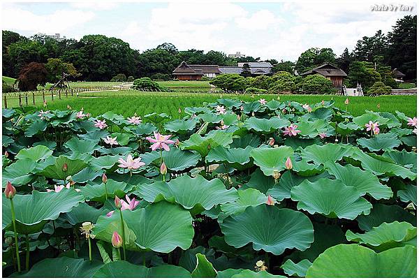 岡山城後樂園28.jpg