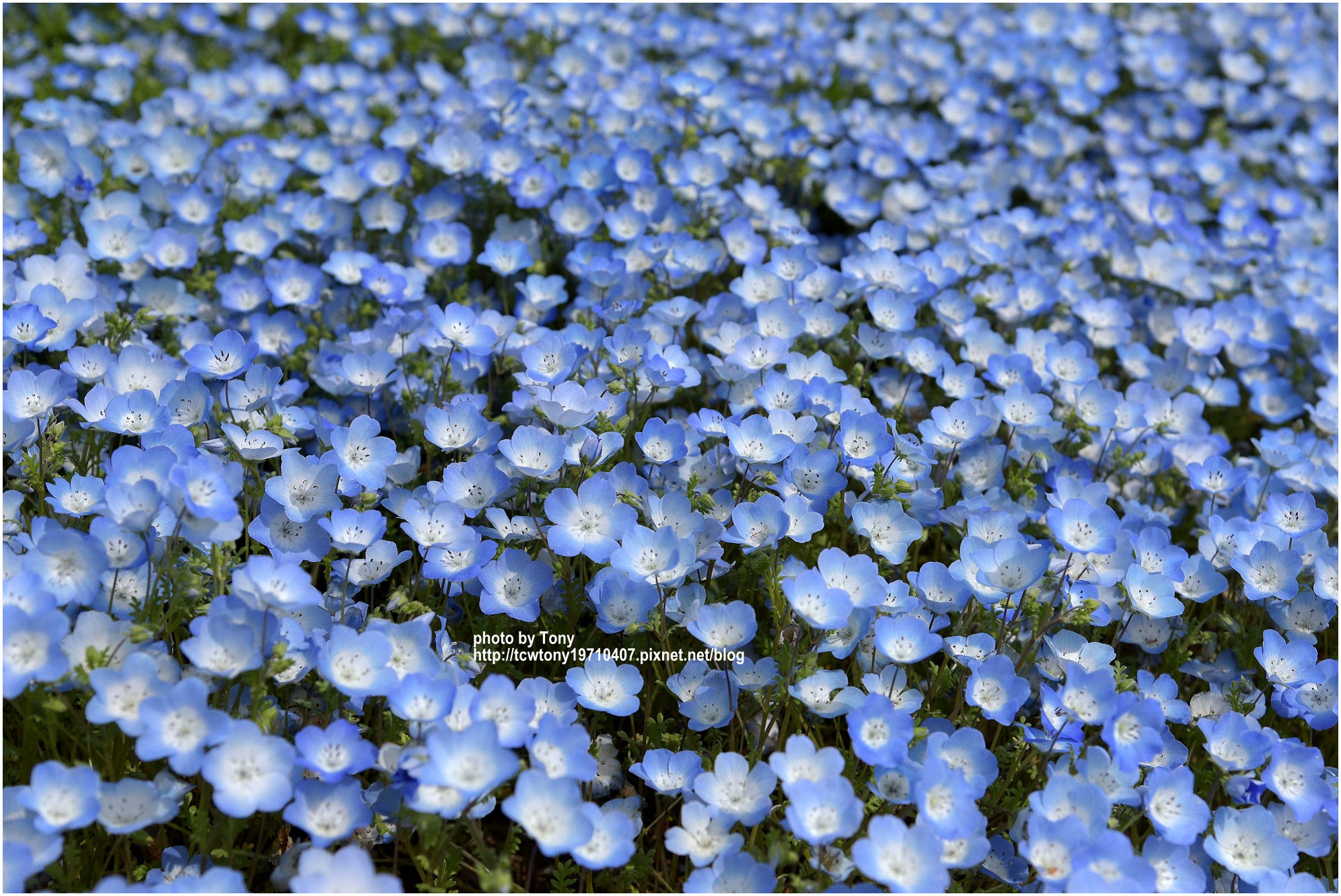 關東舞繽紛16 2 茨城 常陸海濱公園 奔向藍色粉蝶花海 怪叔叔趴趴go 東尼的旅遊人生 痞客邦