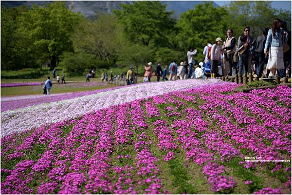 芝櫻17.jpg