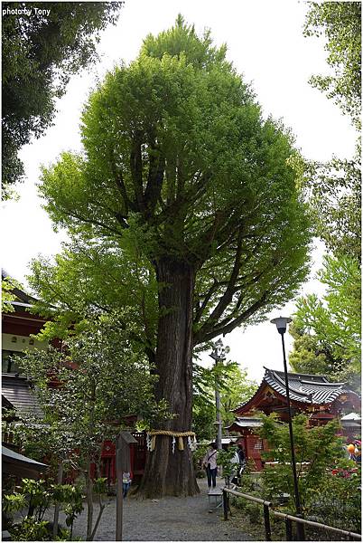 秩父神社13.jpg