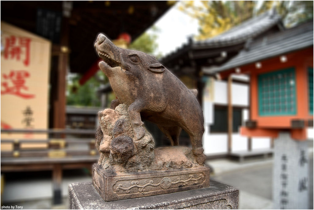 近畿京奈瘋葉紅16 24 京都 護王神社 靈豬勇躍庇佑足腰健康 怪叔叔趴趴go 東尼的旅遊人生 痞客邦
