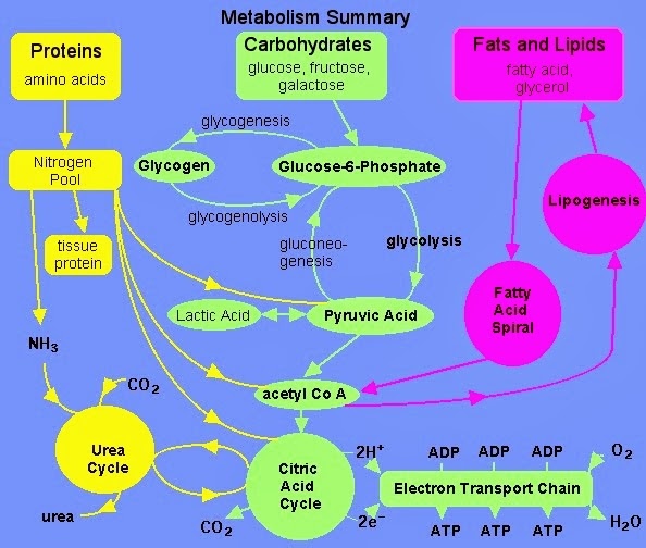 590metabolism.jpg