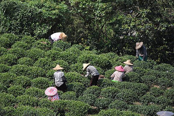 四月六日.艷陽高照.氣溫約有19度