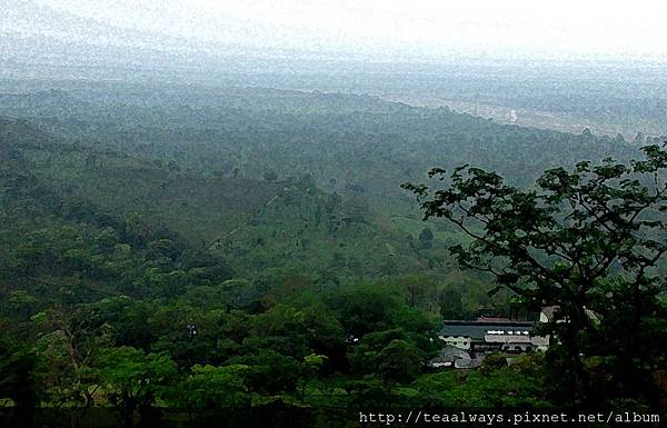 磅薄 君臨天下 遠景(Longview Tea Estate)