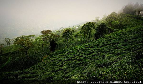 冥思-在天際之間 查曼(Chamong Tea Estate) 莊園