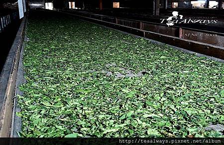 20150120-2015Early Flush Darjeeling