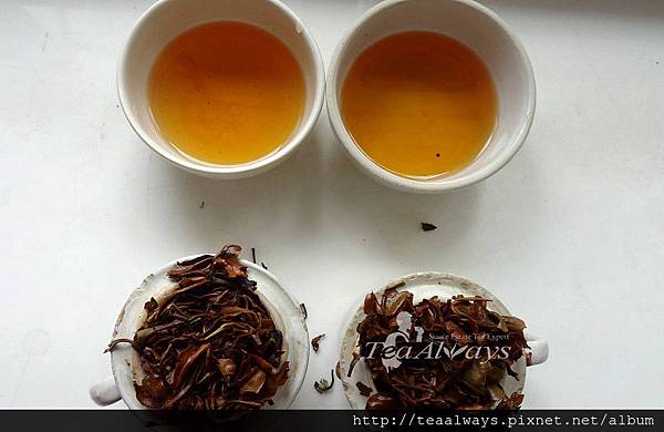 20150228烏龍茶製程詮釋大吉嶺紅茶
