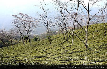 20130308瑞希赫百年茶樹1 20130308瑞希赫百年茶樹1