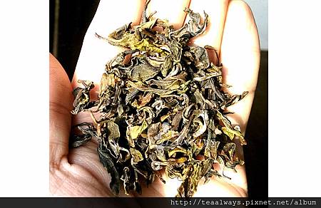 20150309洭緹黃茶似溫和綠茶1 20150309洭緹黃茶似溫和綠茶1