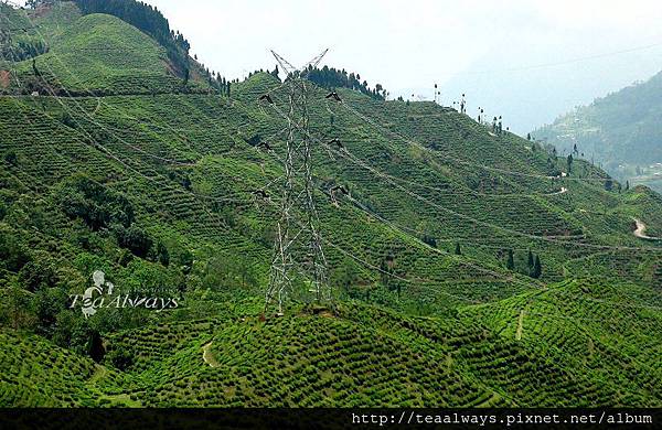 20150321追蹤塔爾波莊園的橘子花香